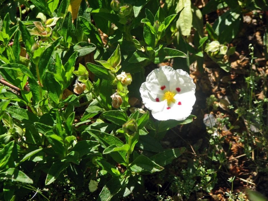 Como plantar Cistus 'Snow Fire' (Cistus 'Snow Fire')_1
