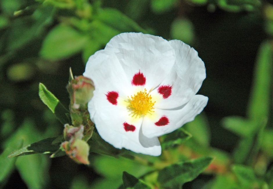Onde plantar Cistus 'Snow Fire' (Cistus 'Snow Fire')_2