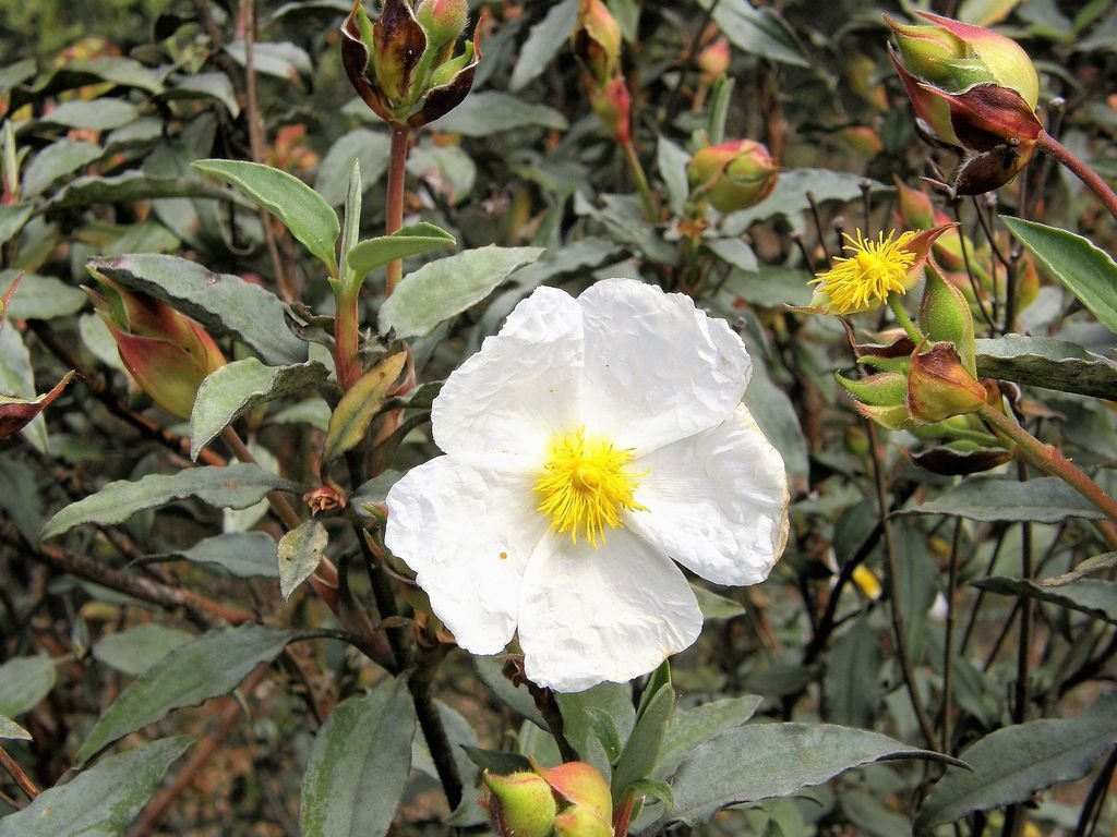Cistus laurifolius (Cistus laurifolius)