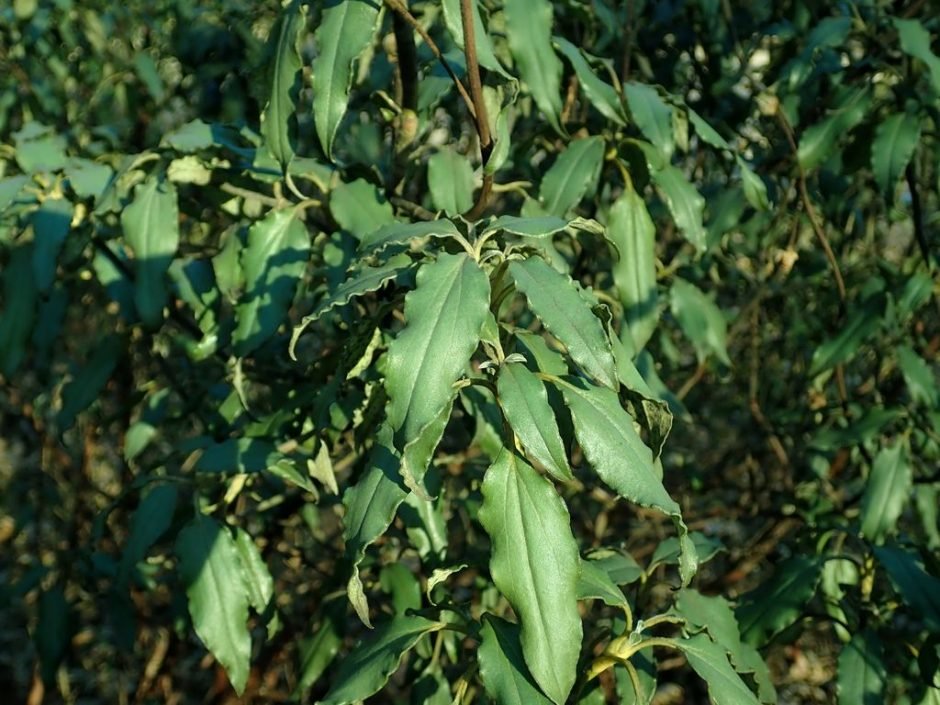 Como plantar Cistus laurifolius (Cistus laurifolius)_1