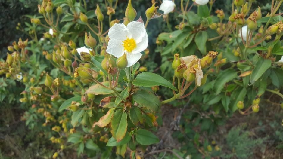 Onde plantar Cistus laurifolius (Cistus laurifolius)_2