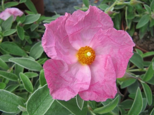 Cistus × argenteus 'Silver Pink' ambig. (Cistus × argenteus 'Silver Pink')