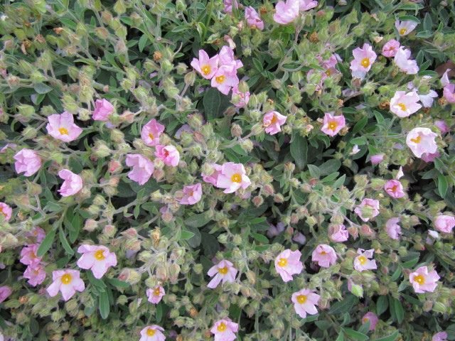 Como plantar Cistus × argenteus 'Silver Pink' ambig. (Cistus × argenteus 'Silver Pink')_1