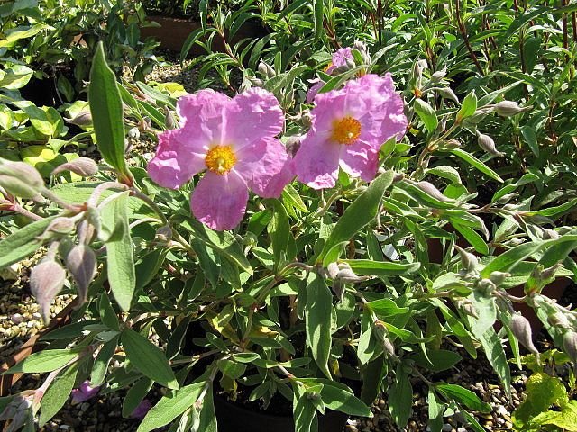 Cistus × bornetianus 'Jester' (Cistus × bornetianus 'Jester')