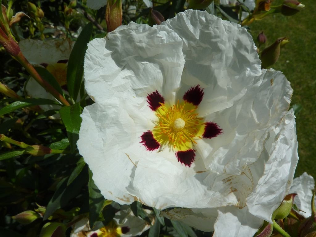 Cistus × cyprius (Cistus × cyprius)