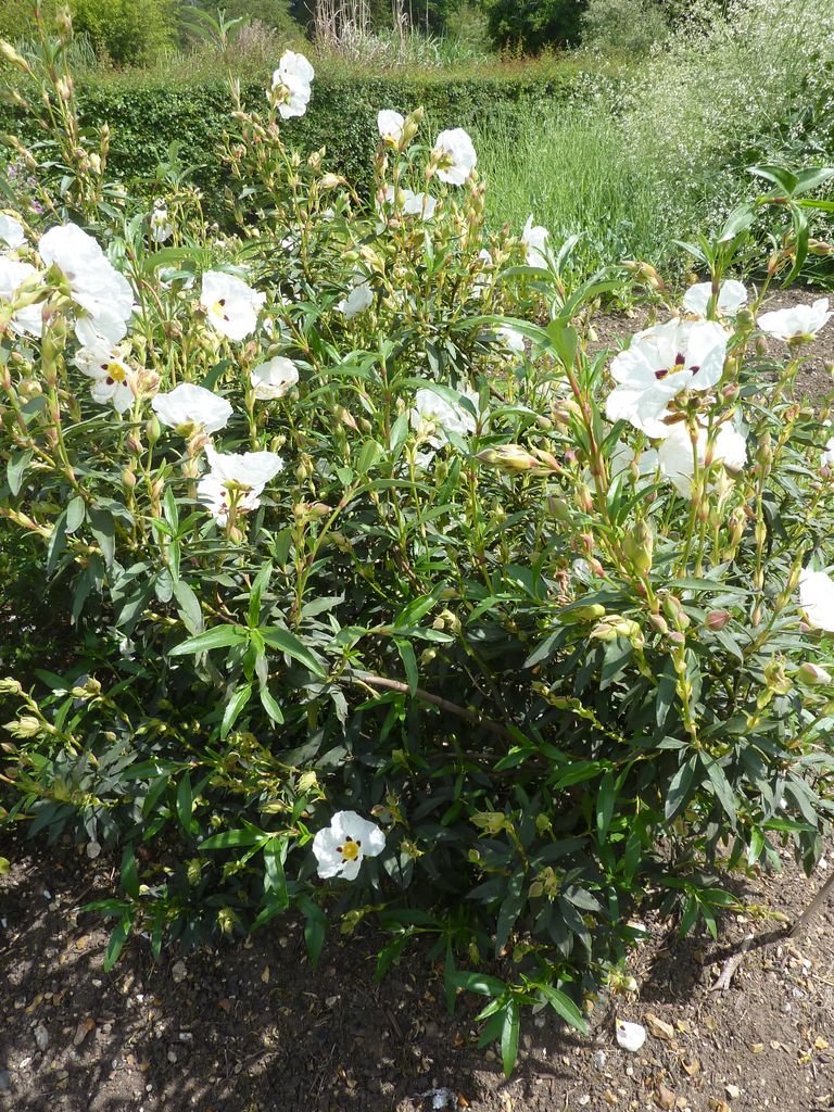 Como plantar Cistus × cyprius (Cistus × cyprius)_1