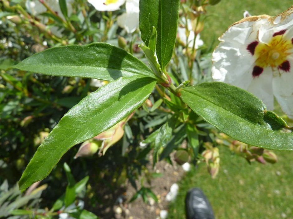 Onde plantar Cistus × cyprius (Cistus × cyprius)_2