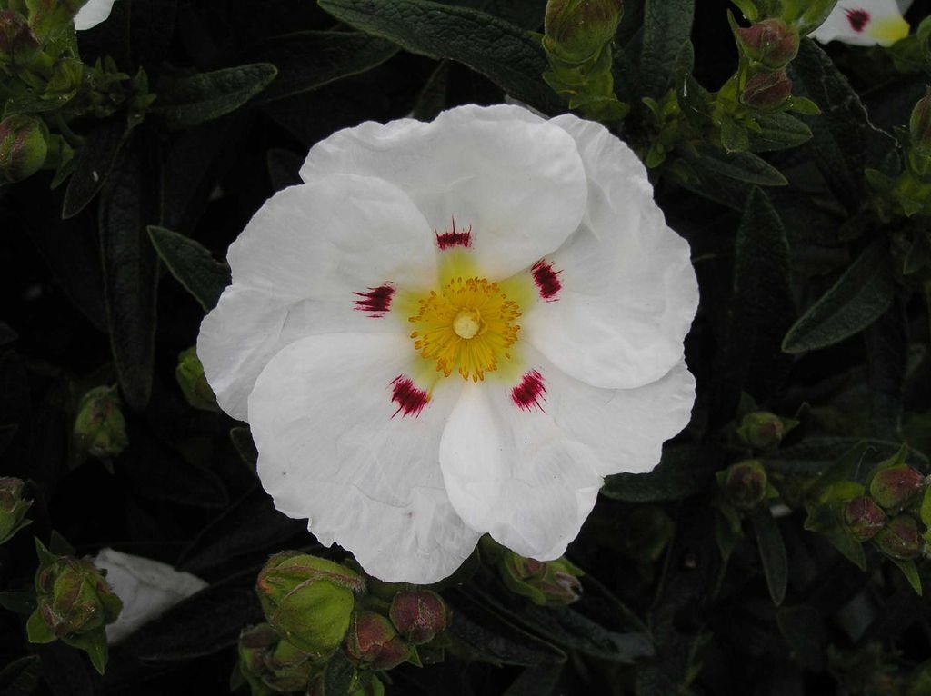 Cistus × dansereaui 'Decumbens' (Cistus × dansereaui 'Decumbens')