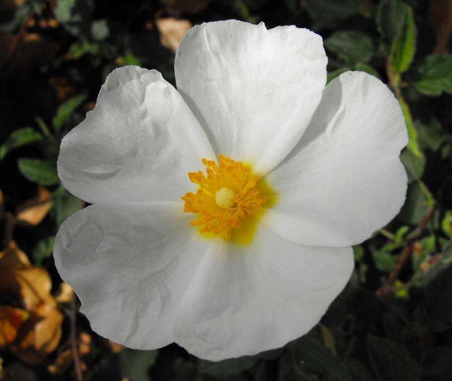 Cistus × hybridus (Cistus × hybridus)