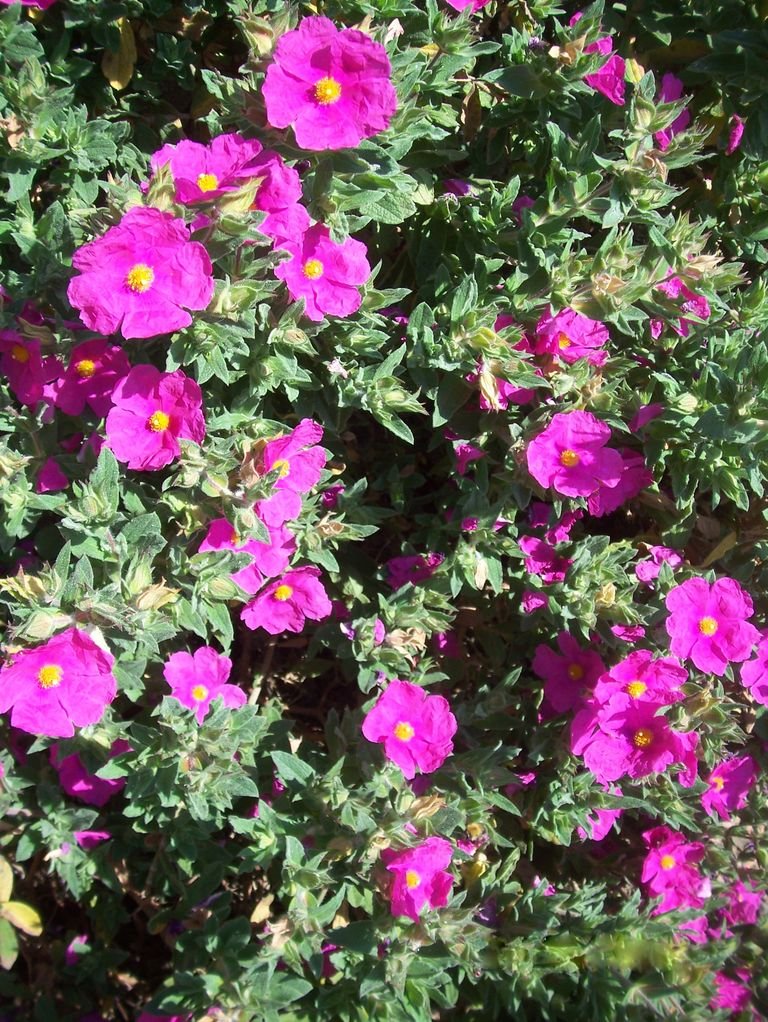 Cistus × pulverulentus 'Sunset' (Cistus × pulverulentus 'Sunset')