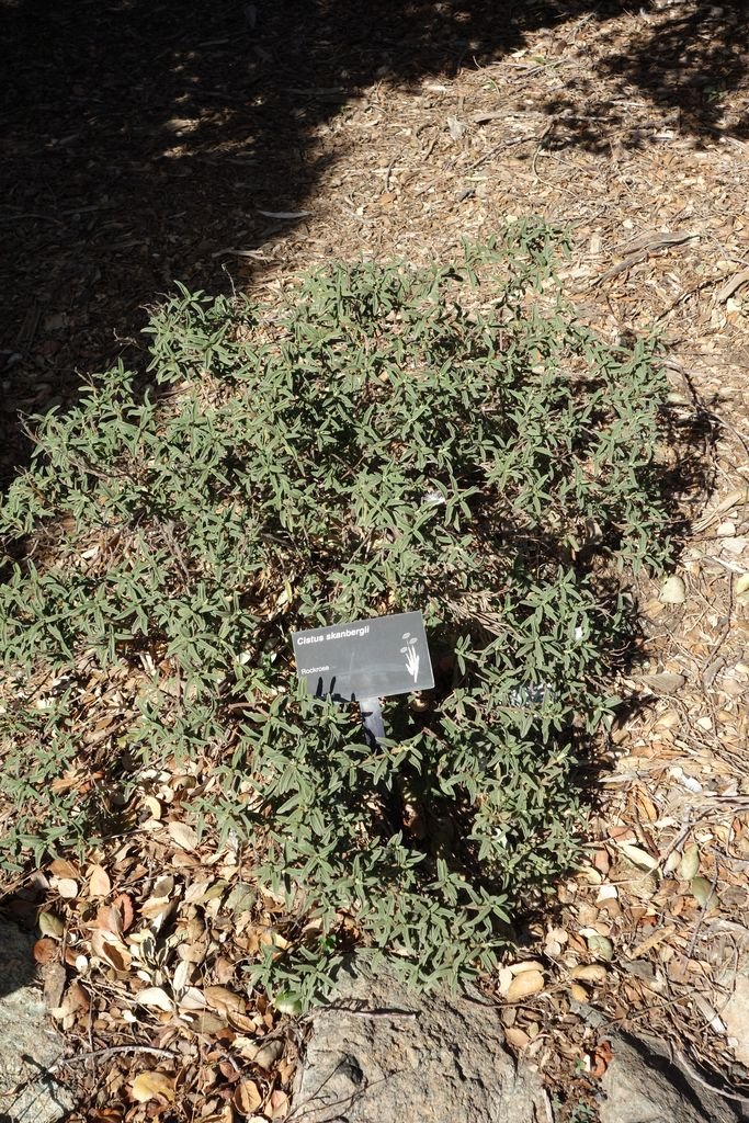 Como plantar Cistus × skanbergii (Cistus × skanbergii)_1