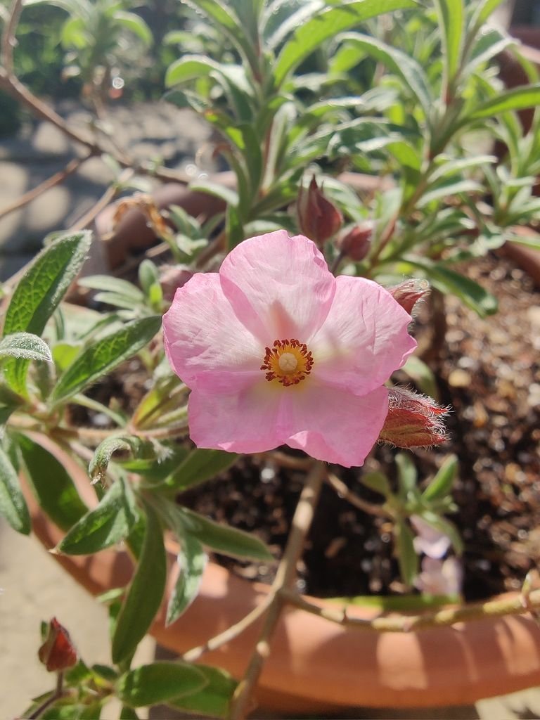 Onde plantar Cistus × skanbergii (Cistus × skanbergii)_2