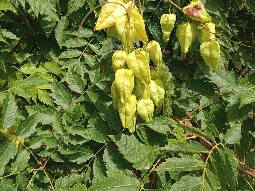 Coelreutéria (Koelreuteria paniculata)