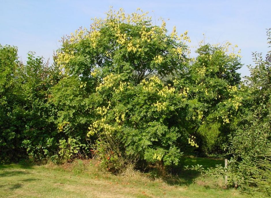 Como plantar Coelreutéria (Koelreuteria paniculata)_1