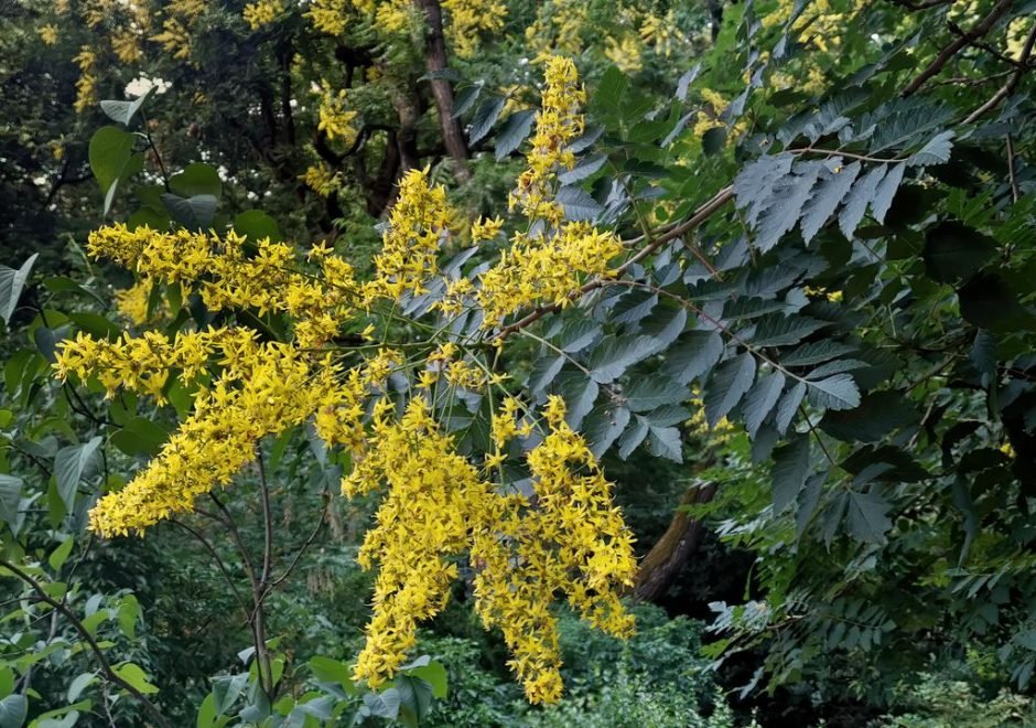 Onde plantar Coelreutéria (Koelreuteria paniculata)_2