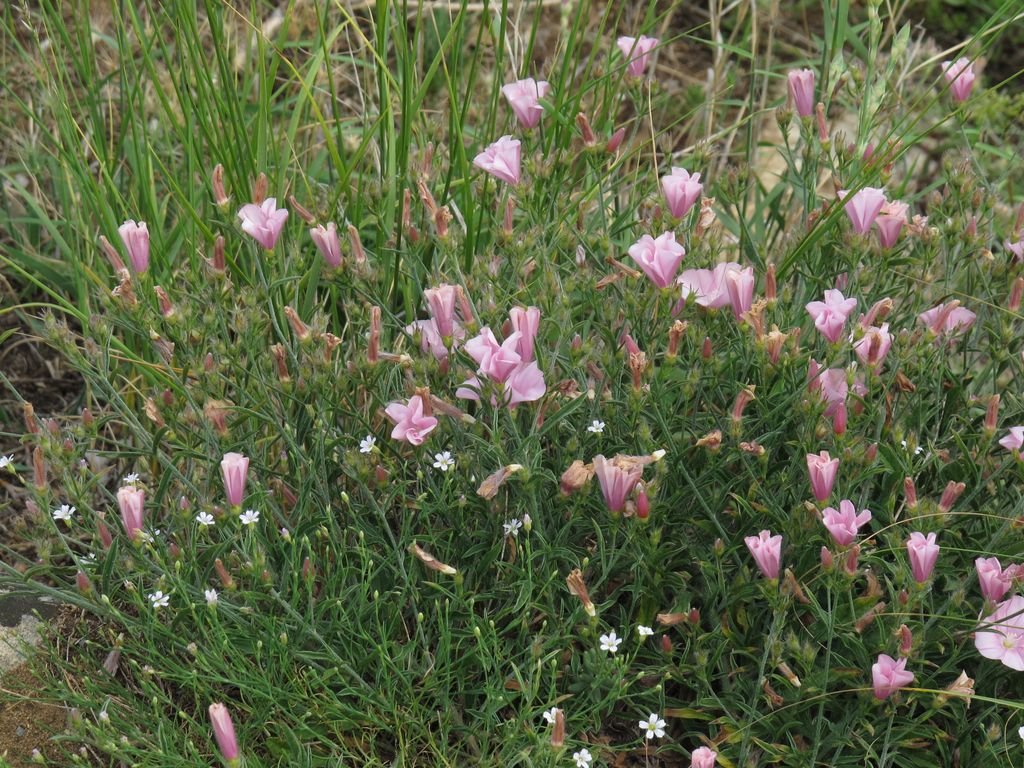Convolvulus cantabrica (Convolvulus cantabrica)