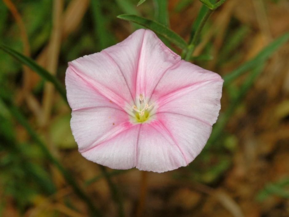 Como plantar Convolvulus cantabrica (Convolvulus cantabrica)_1
