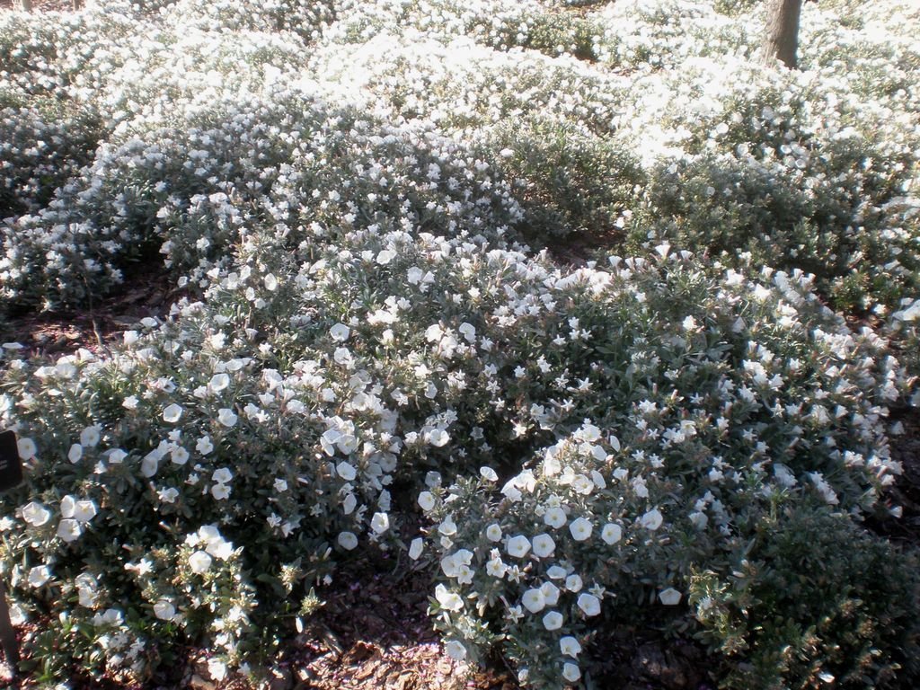Convolvulus cneorum (Convolvulus cneorum)