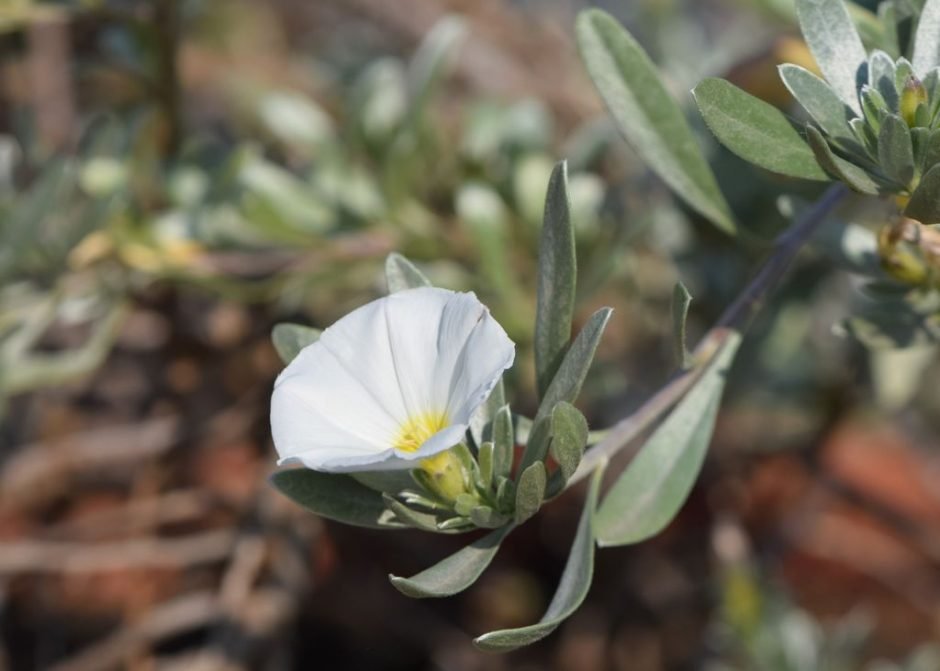 Como plantar Convolvulus cneorum (Convolvulus cneorum)_1