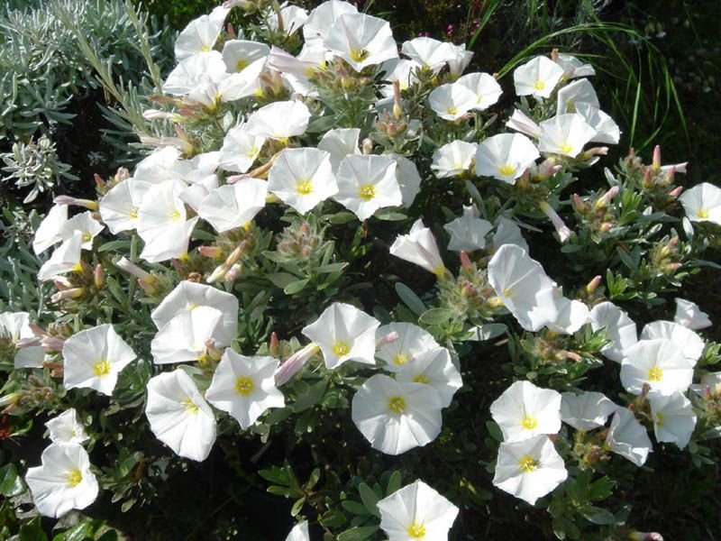 Onde plantar Convolvulus cneorum (Convolvulus cneorum)_2