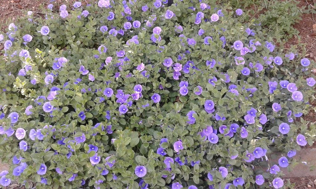 Convolvulus sabatius (Convolvulus sabatius)