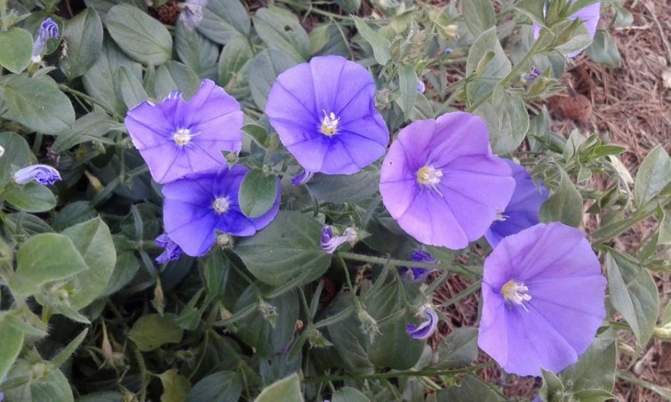 Como plantar Convolvulus sabatius (Convolvulus sabatius)_1