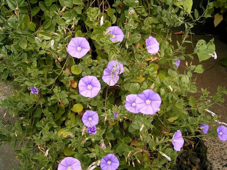 Onde plantar Convolvulus sabatius (Convolvulus sabatius)_2