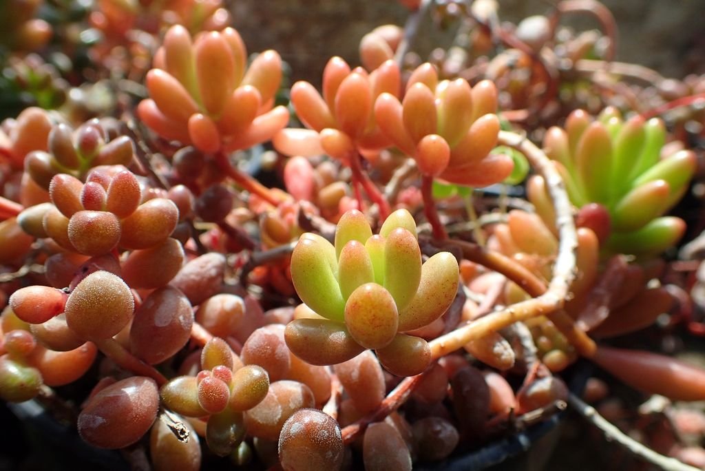 Dedinho-de-moça (Sedum × rubrotinctum)