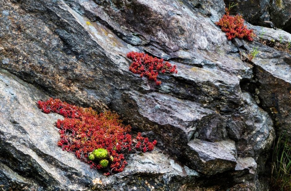 Como plantar Dedinho-de-moça (Sedum × rubrotinctum)_1