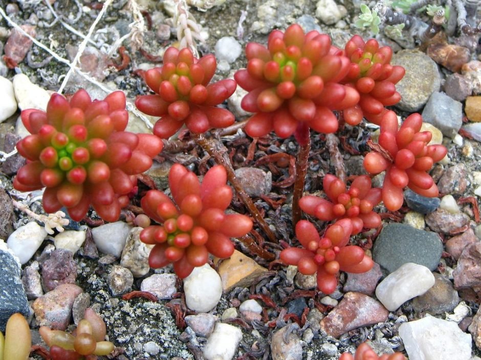 Onde plantar Dedinho-de-moça (Sedum × rubrotinctum)_2