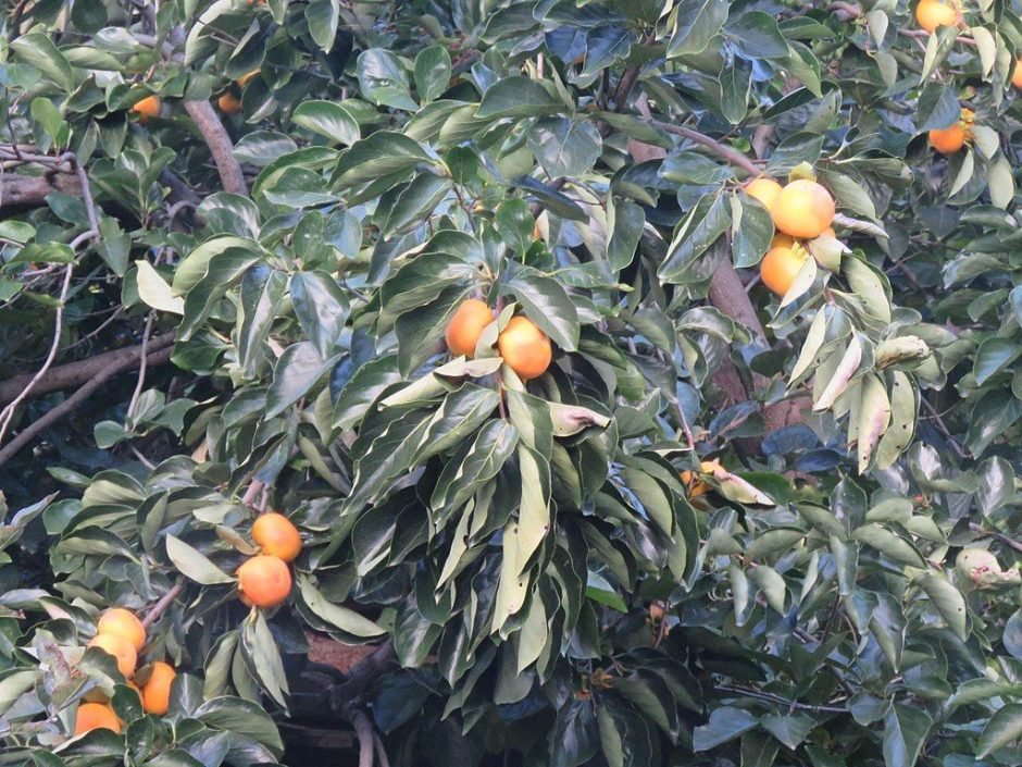 Como plantar Diospireiro (Diospyros kaki)_1