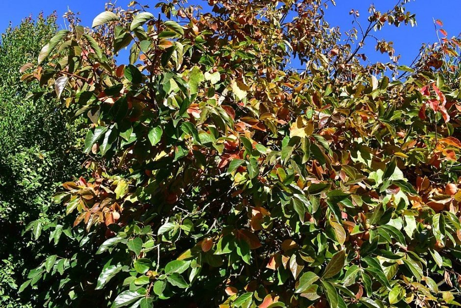 Onde plantar Diospireiro (Diospyros kaki)_2