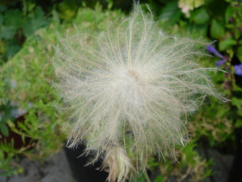Dríade Suendermann (Dryas × suendermannii)