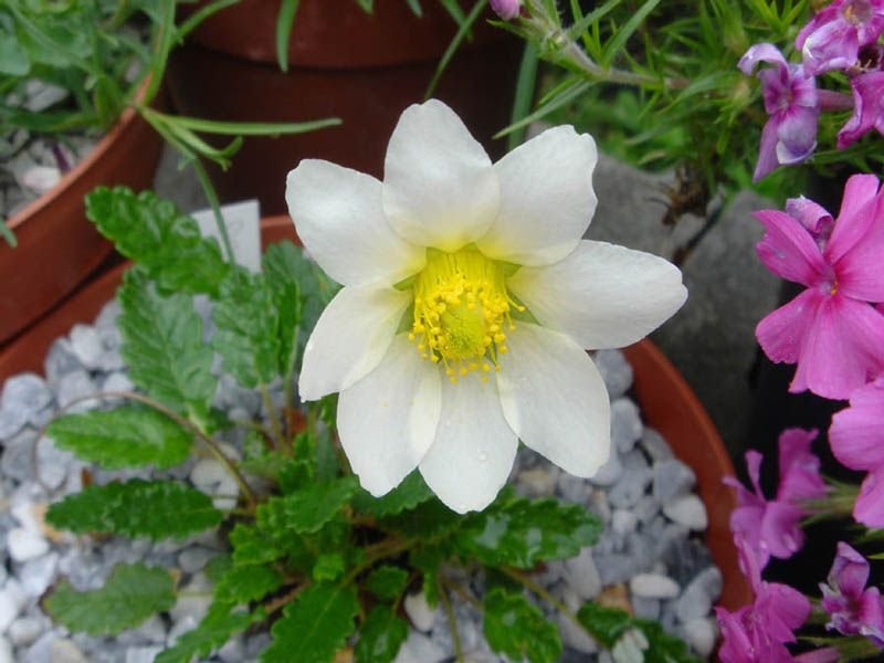 Como plantar Dríade Suendermann (Dryas × suendermannii)_1