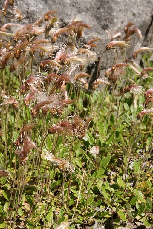 Onde plantar Dríade Suendermann (Dryas × suendermannii)_2