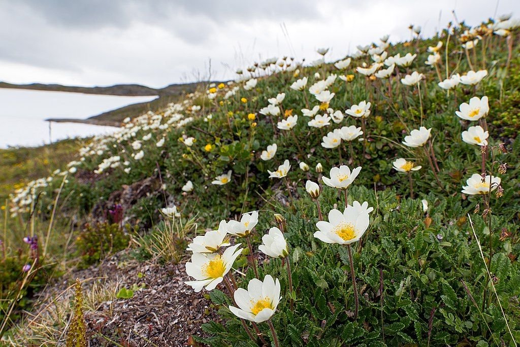 Dríade branca (Dryas octopetala)