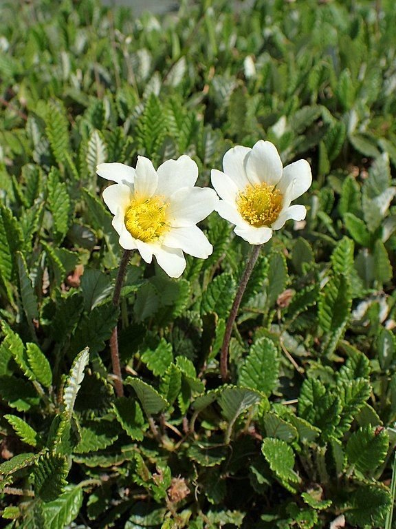 Como plantar Dríade branca (Dryas octopetala)_1