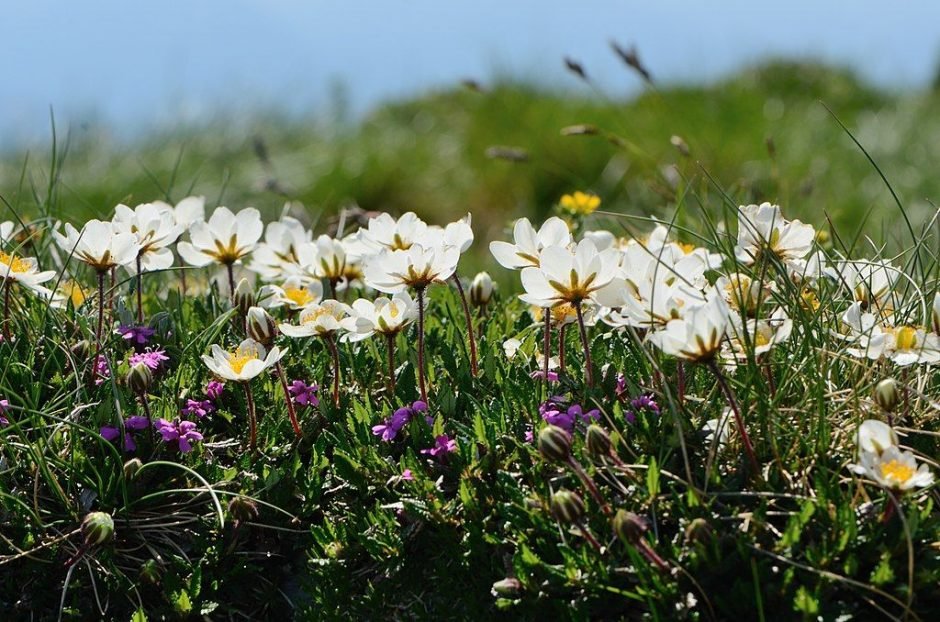 Onde plantar Dríade branca (Dryas octopetala)_2