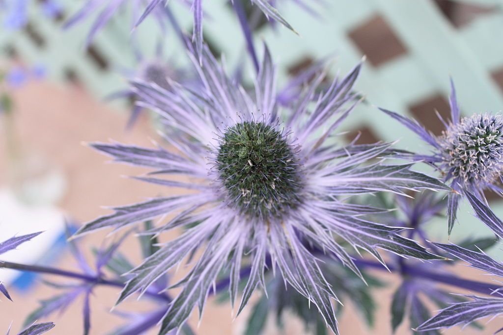 Eríngio 'Blue Glitter' (Eryngium planum 'Blue Glitter')