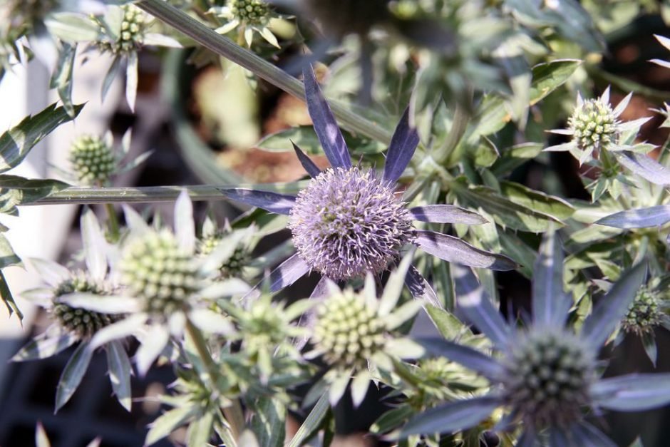 Onde plantar Eríngio 'Blue Glitter' (Eryngium planum 'Blue Glitter')_2