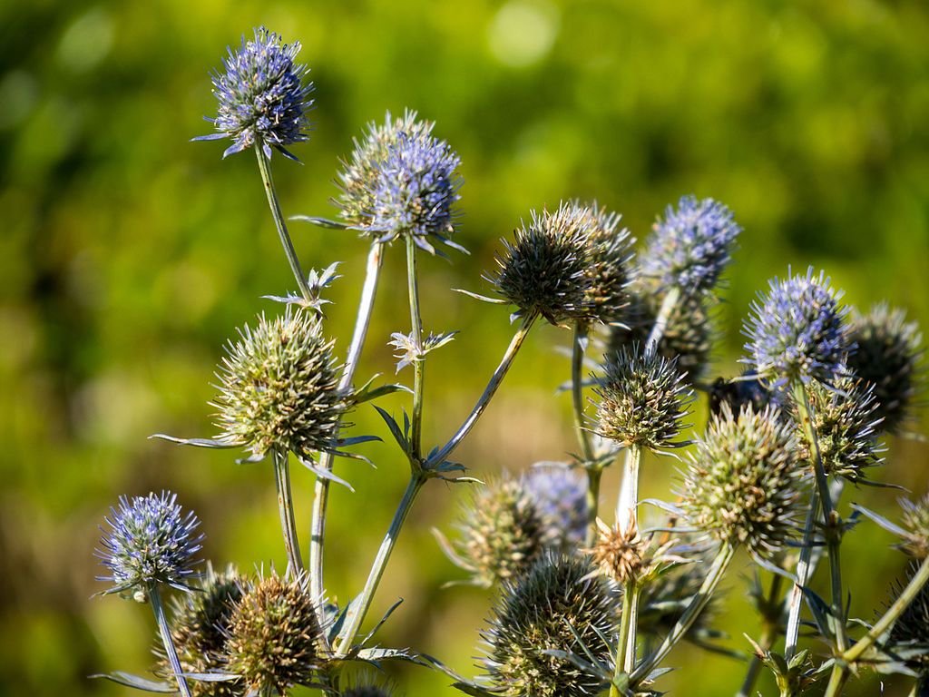Eríngio 'Blue Star' (Eryngium alpinum 'Blue Star')