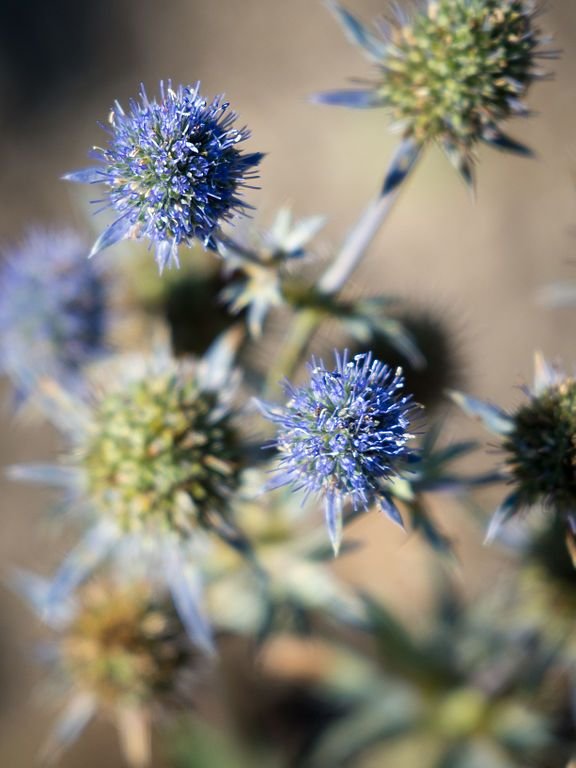 Como plantar Eríngio 'Blue Star' (Eryngium alpinum 'Blue Star')_1