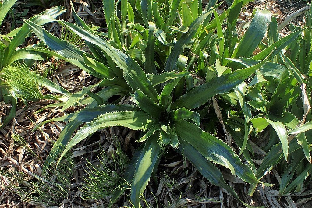 Eríngio agavifolium (Eryngium agavifolium)