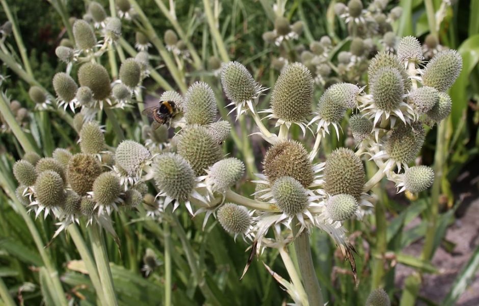 Como plantar Eríngio agavifolium (Eryngium agavifolium)_1