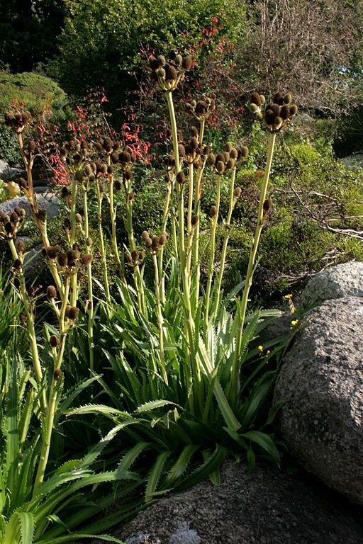 Onde plantar Eríngio agavifolium (Eryngium agavifolium)_2