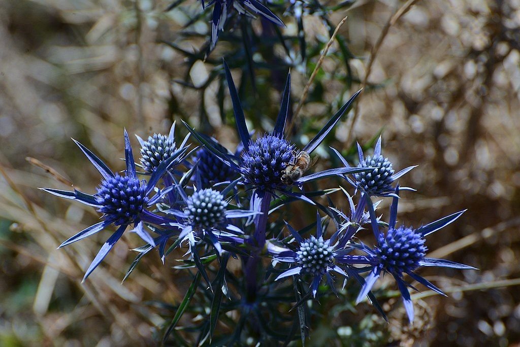 Eríngio amethystinum (Eryngium amethystinum)