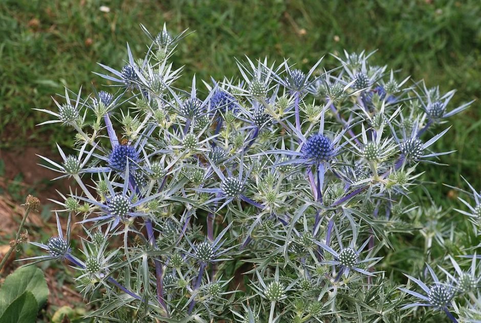 Como plantar Eríngio amethystinum (Eryngium amethystinum)_1