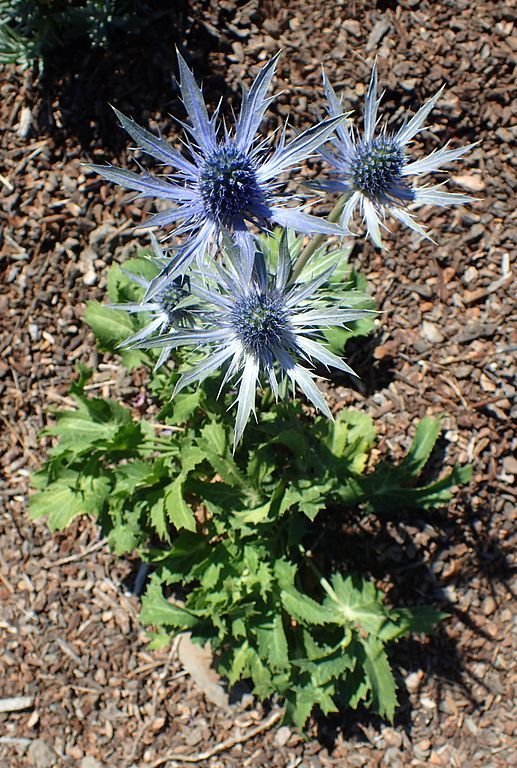 Onde plantar Eríngio amethystinum (Eryngium amethystinum)_2