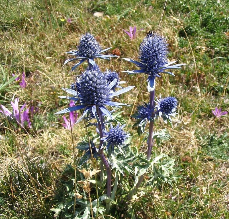 Eríngio bourgatii (Eryngium bourgatii)