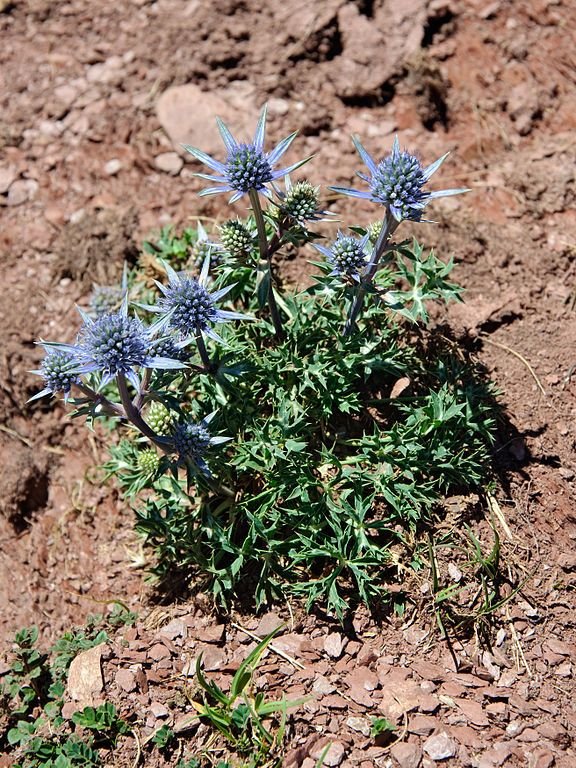Como plantar Eríngio bourgatii (Eryngium bourgatii)_1